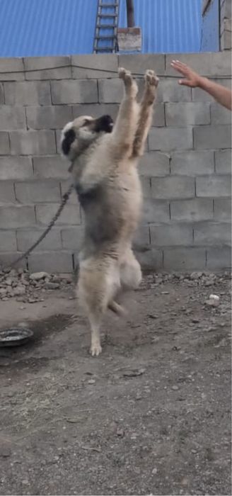 Отдам собака мальчик