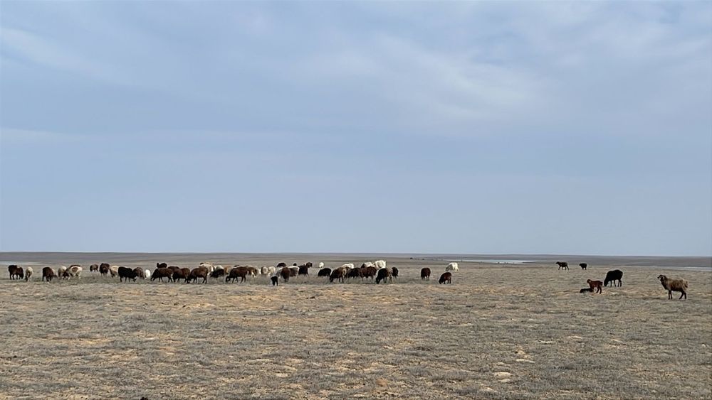 Сатылады козылы койлар