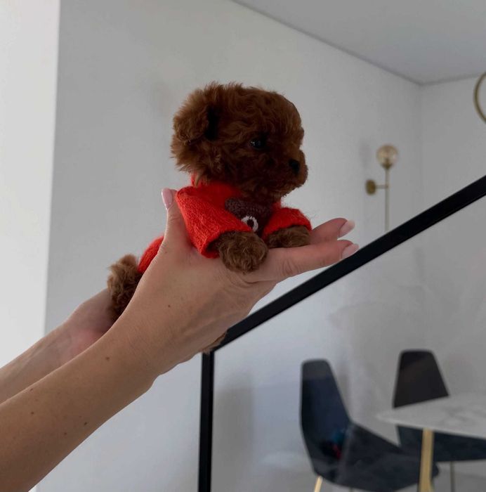 Femelă Pudel Toy / Poodle talie mică - Pedigree FCI