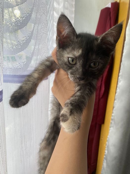 Отдам котят, бесплатно