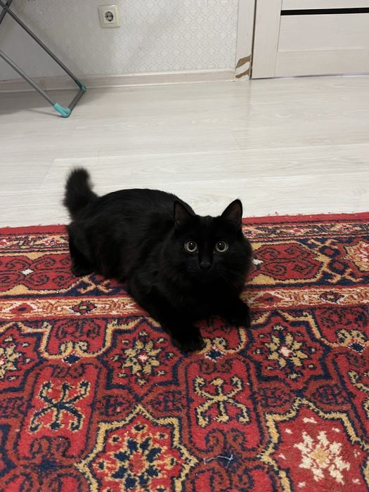 Kotenok,котенок игровый