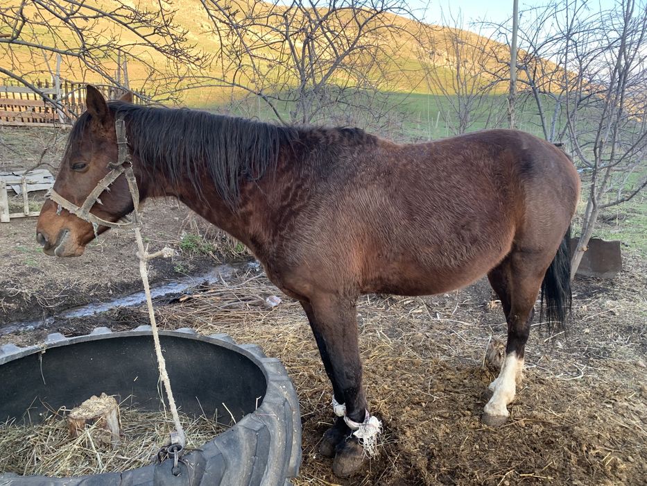 Айгар на откорме