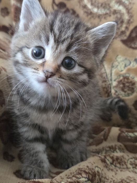 Отдам котёнка в хорошие руки!