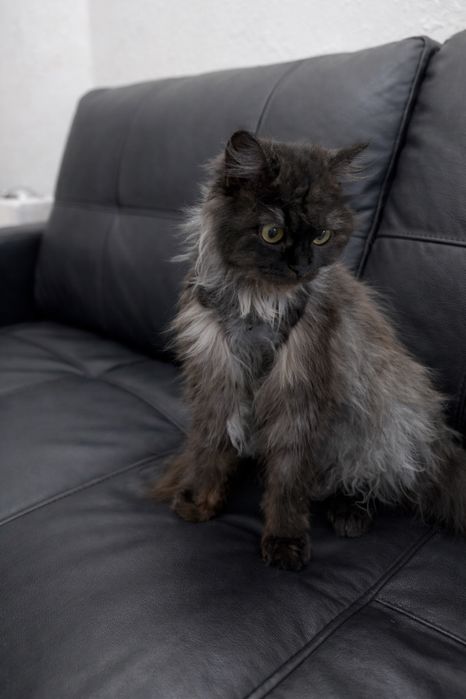 Кошка ЛУНАРИ ищет семью.