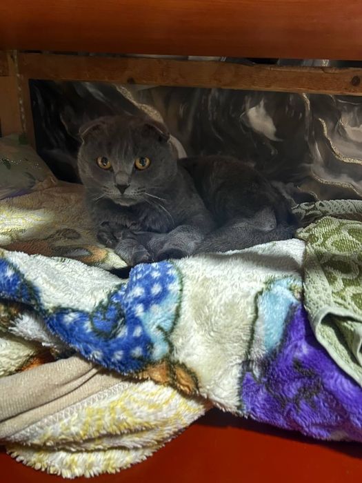 Mushuk sotiladi nasli toza erkak mushuk