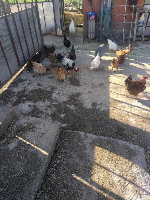 Oua de gaina pt consum sau incubat