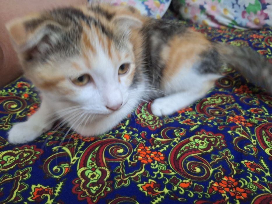 Продаётся Кошечка 3 месяца Скоттиш фолд .