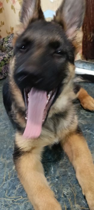 Продам щенка немецкой овчарки