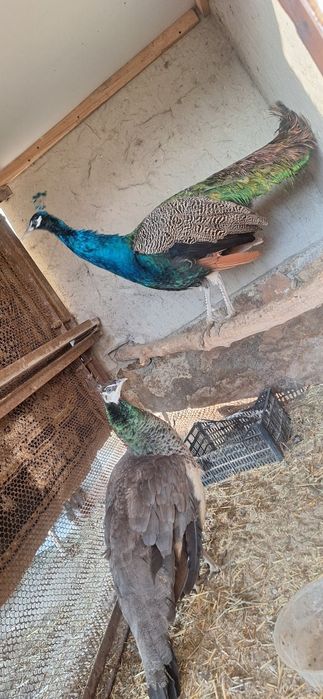 Павлин- Товус пара ,сотилади тез ва арзон.