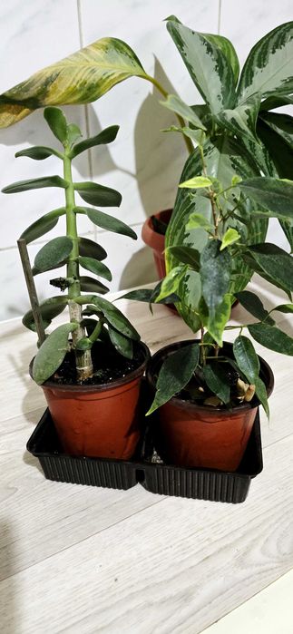 Продаётся комнатные цветы