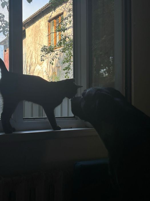 Лабрадор «Наруто» ищет своего хозяина