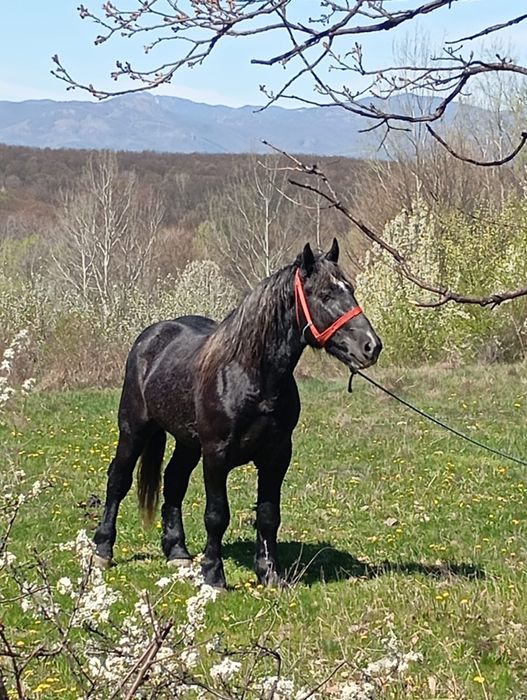 Vând cal  în vârstă de 2  ani și 7 luni!