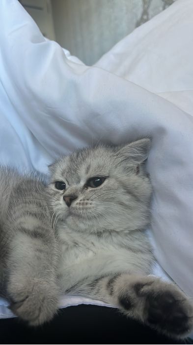 Отдам котенка,5000 тенге