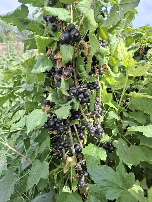 "Селеченская 2" қарақаты