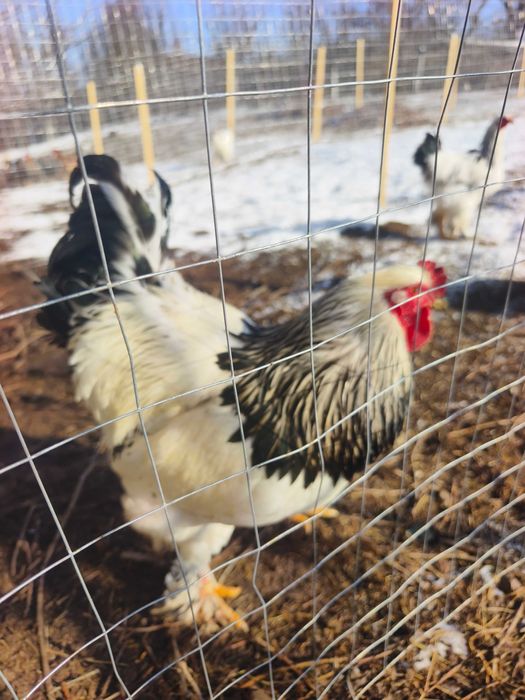 Brahma HD, Porțelan,Albastru,Splash