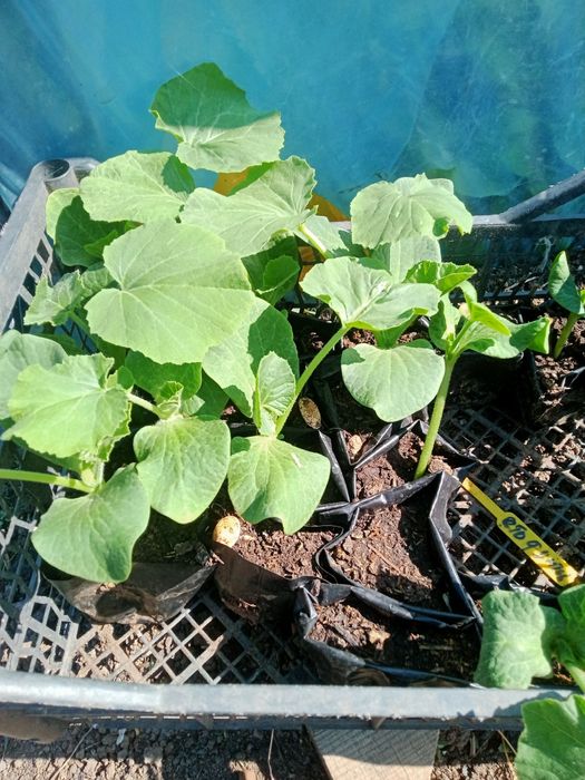 Продам рассаду овощей.