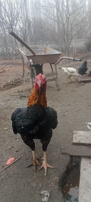 Редмм нот 10 с оволаплвлаовллааака