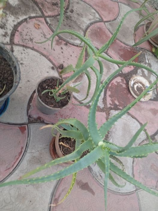 Продаю 3 летний алое