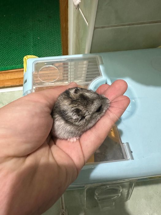 Хомяк джунгарский