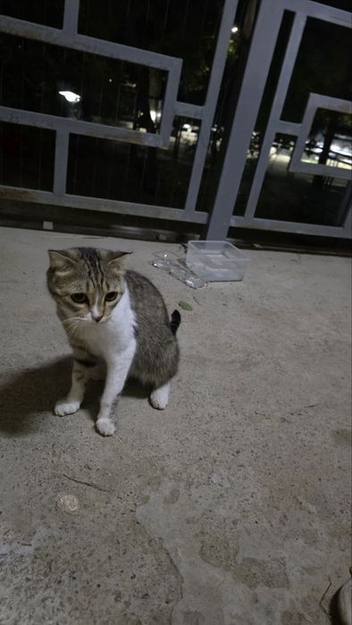 Домашняя кошка н