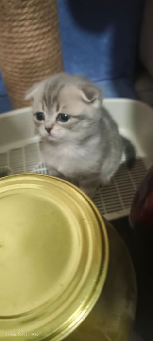 Милые котята фолдики