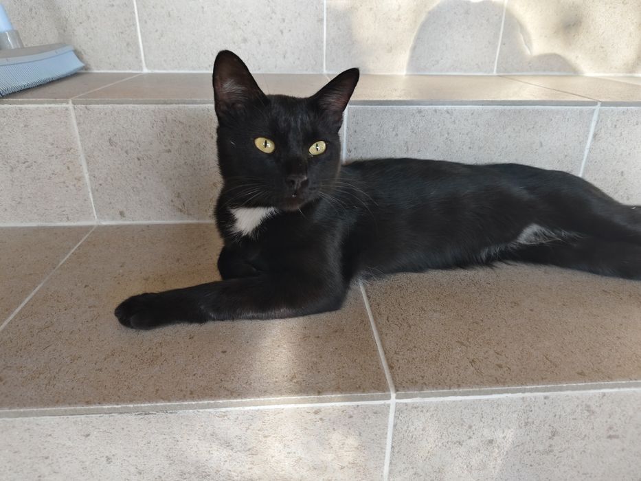 Молодой котик в добрые руки