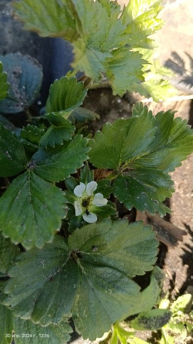 Продам рассаду клубники Купчиха