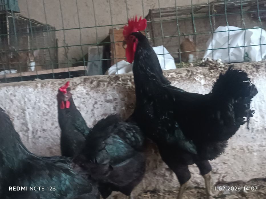 Qora shaxzoda gigant tuxum jo'jalariga zakaz olamiz