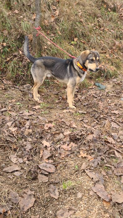 Câine de vânătoare