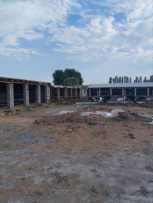 Янгийўл тумани Калган ҳудудида жойлашган 80 сотих ер сотилади