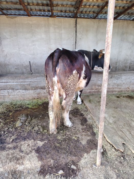 Сиыр сатылады отенай