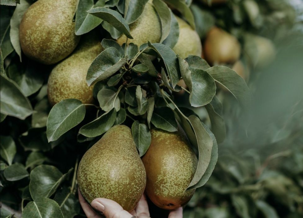 Pomi Fructiferi Stravechi Glia Stramoseasca (Păr )