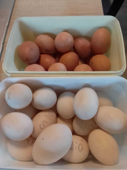 OUA de rate si gaini crescute libere in curte