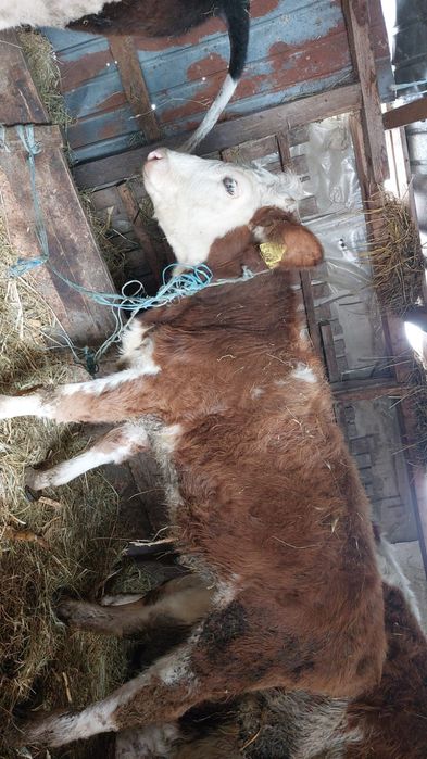 Vând vitea bălțată românească