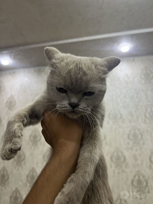 ayol mushik sotilladi 1 yosh