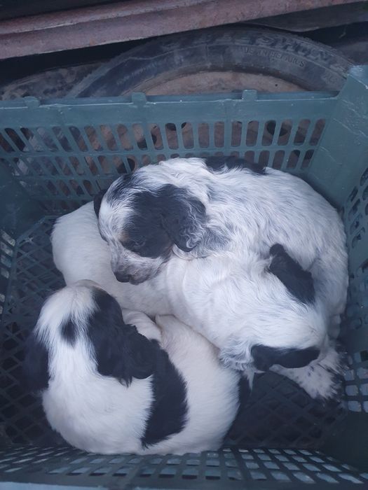 Охотничи собака спаниель