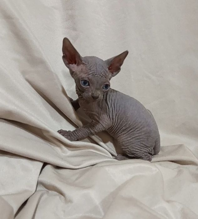 Сфинкс канадский мальчики 1,5 месяца