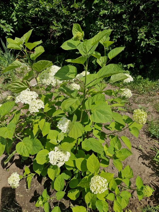 Продам дачу садоводство Металлург