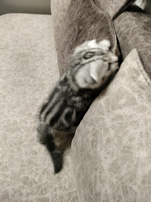 Котенок  Скоттиш фолд