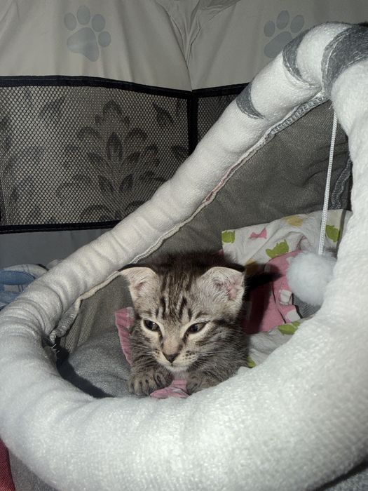 Котенок вислоухий