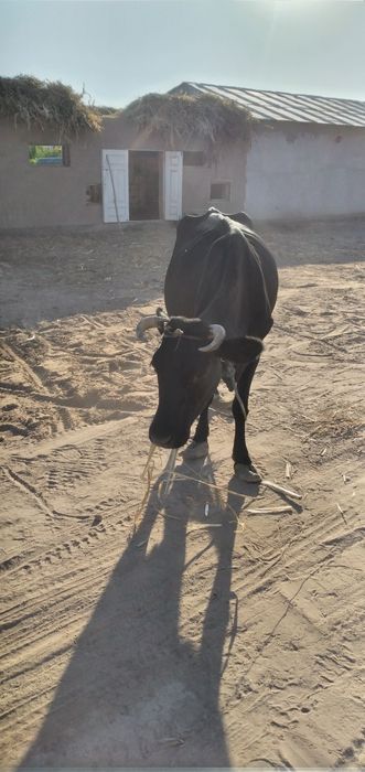 Сигир сотилади келишилиб