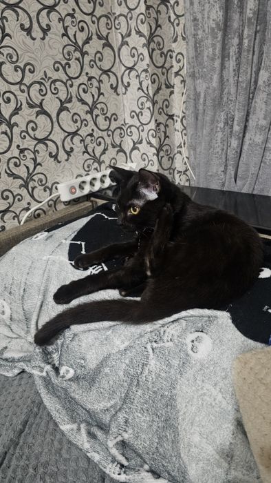 Котёнок 8 месяцев