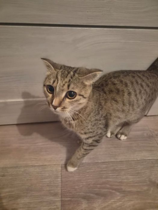 Продам котенка домашний