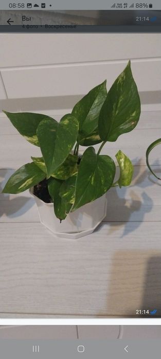 Продам комнатные цветы.