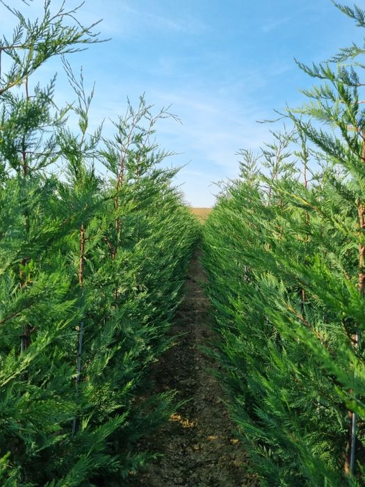 Pepiniera Cristea vinde Chiparos Leyland gard viu (altoit)
