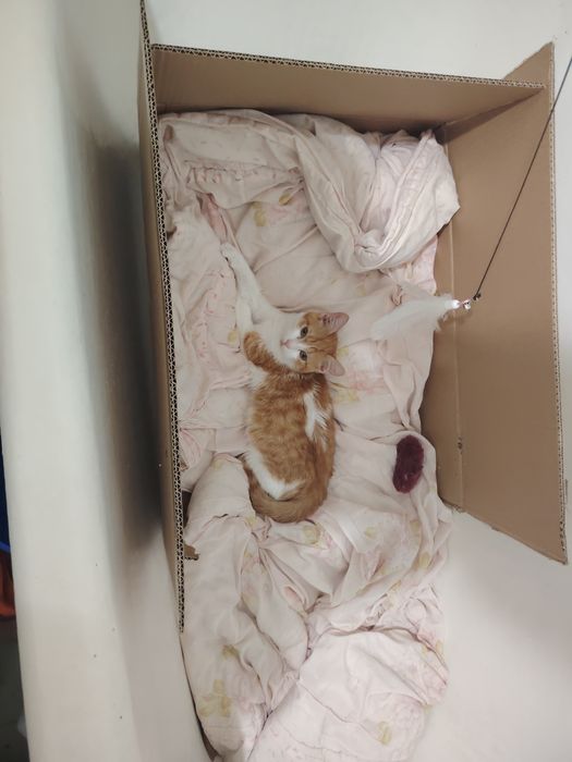 Отдам котёнка срочно