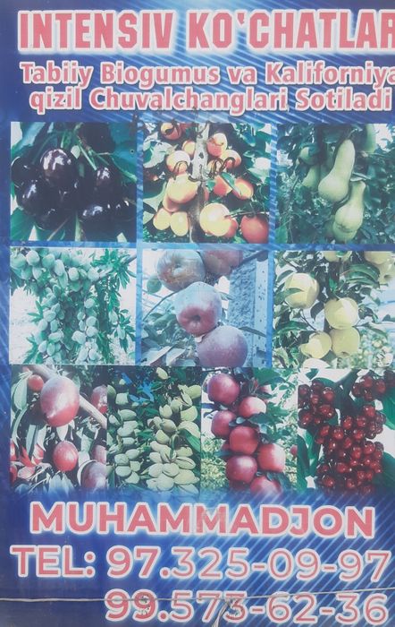 Noyob turdagi kuchatlar sotiladi Chet eldan kelgan kuchatlar ham bor.