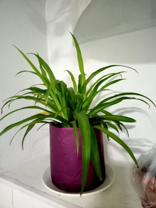 Продам комнатные растения