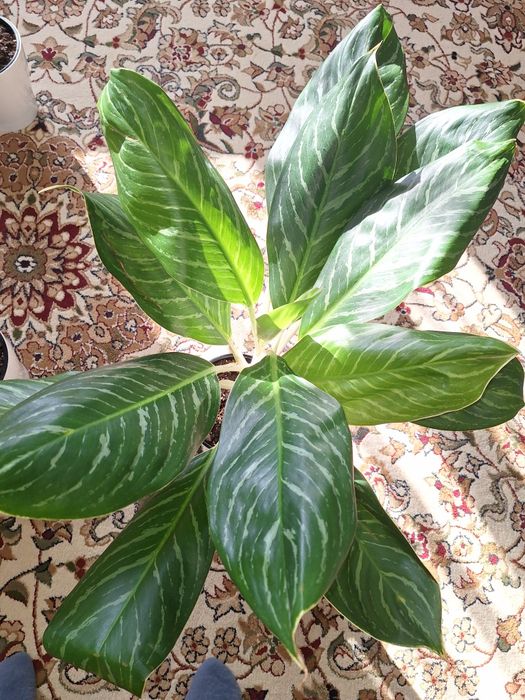 Комнатные растение