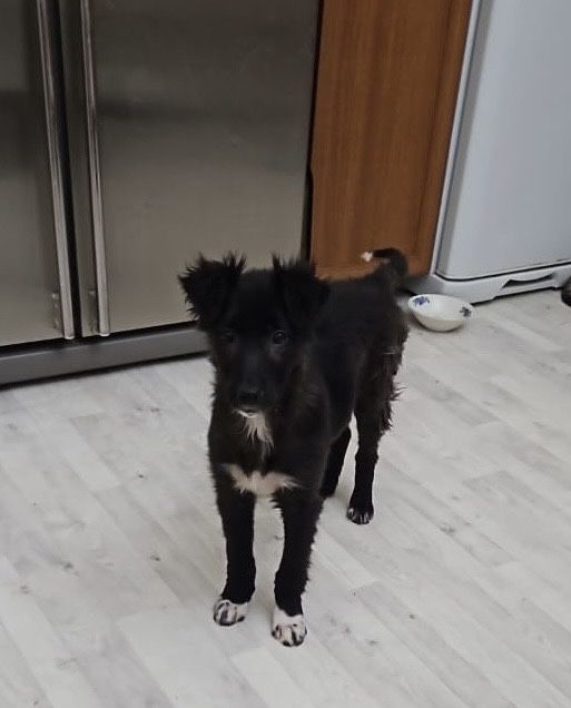 Отдам щенят бесплатно